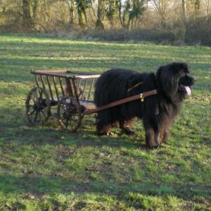 NEWForest Working Dogs