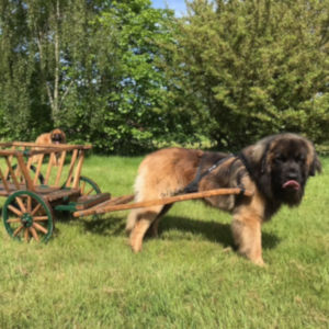 NEWForest Working Dogs