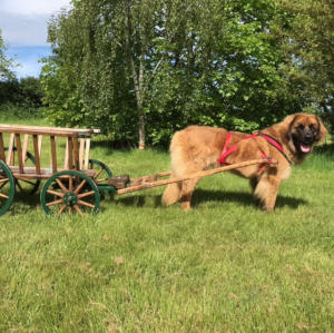 NEWForest Working Dogs