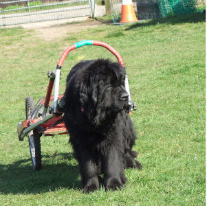 NEWForest Working Dogs