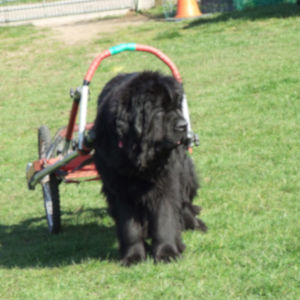 NEWForest Working Dogs