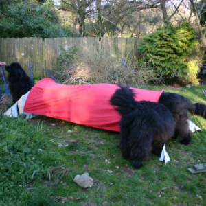 NEWForest Working Dogs