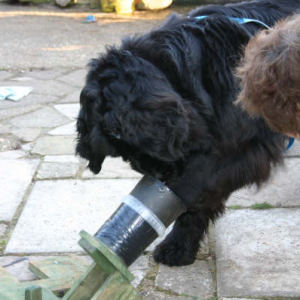 NEWForest Working Dogs