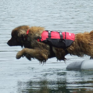 NEWForest Working Dogs