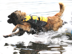 NEWForest Working Dogs