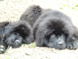 NEWForest Working Dogs