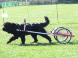 NEWForest Working Dogs